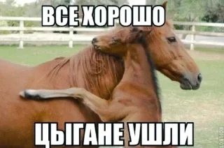 Video sticker 🐴 Больше стиков тут: @stikery4