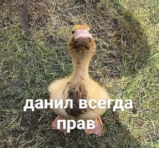 Telegram sticker 🐥 Больше стиков тут: @stikery4