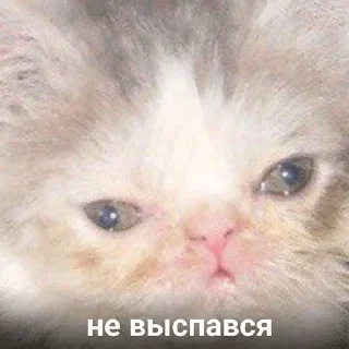 Video sticker ☀️ ДУШНАЯ1