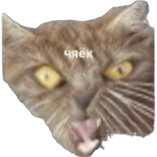 Telegram sticker 😂 ДУШНАЯ1