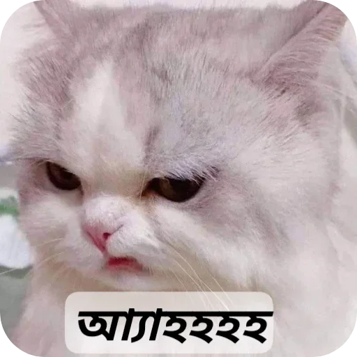 Telegram sticker 😼 🙂🙂