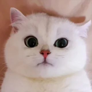 Video sticker 🥰 Pookies🎀 @Blemiishiing_Adrija_69 @meowsies_meow