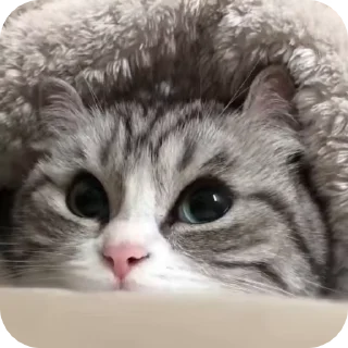 Video sticker 🌟 Pookies🎀 @Blemiishiing_Adrija_69 @meowsies_meow