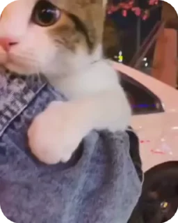 Video sticker 🌟 Pookies🎀 @Blemiishiing_Adrija_69 @meowsies_meow