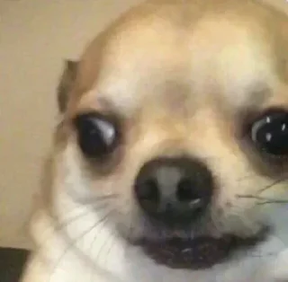 Video sticker 🤔 ɢᴏᴠᴇʀɴᴍᴇɴᴛ's Stolen Pack