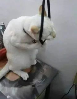 Telegram sticker 🤔 ɢᴏᴠᴇʀɴᴍᴇɴᴛ's Stolen Pack