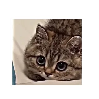 Video sticker 🫥 Зверьки ;3