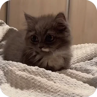 Sticker 🫥 Зверьки ;3