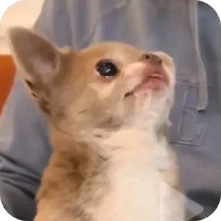 Video sticker 🫥 Зверьки ;3