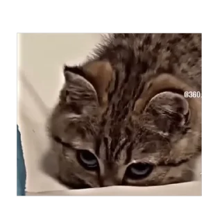 Video sticker 🫥 Зверьки ;3