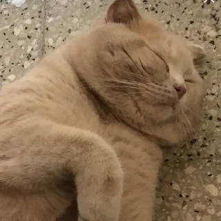 Video sticker 😵 موكا