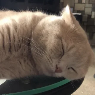 Телеграм стикер 😌 موكا
