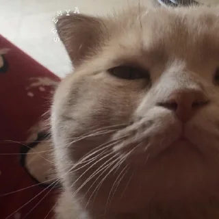 Телеграм стикер ☹️ موكا
