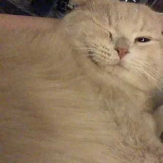 Телеграм стикер 😜 موكا