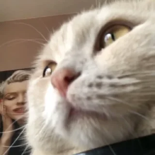 Телеграм стикер 😀 موكا