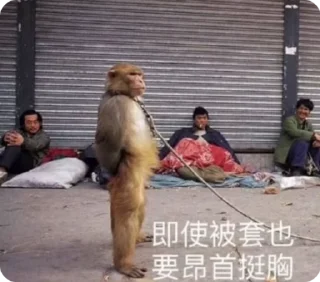 Video sticker 🌟 浪人新闻 @langxintv