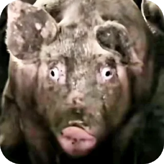 Telegram sticker 🐷 Vsrato