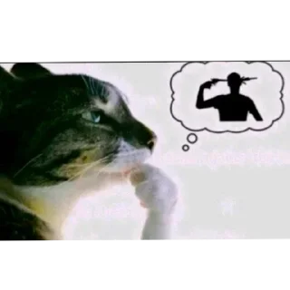 Video sticker 🐱 Vsrato