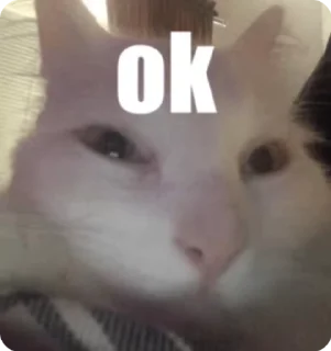 Video sticker 🌟 Aash Cat :: @fStikBot