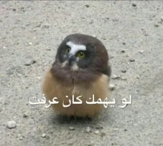 Telegram sticker 🍳 وجدان عمتكم