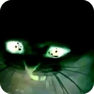 Video sticker 😰 KUDAR