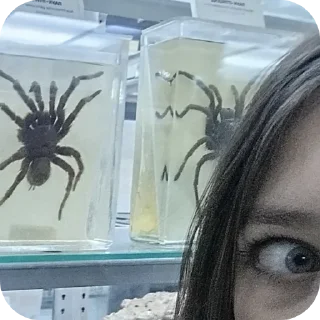 Telegram sticker 🐞 Сосите