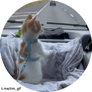 Video sticker 💨 Больше стикеров тут: @stikery_emodzi_memy