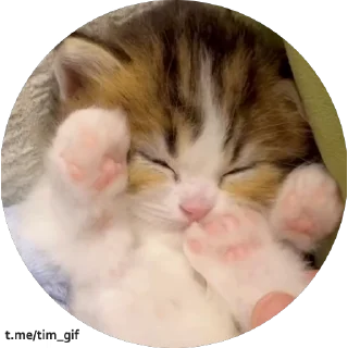 Video sticker 🦶 Больше стикеров тут: @stikery_emodzi_memy