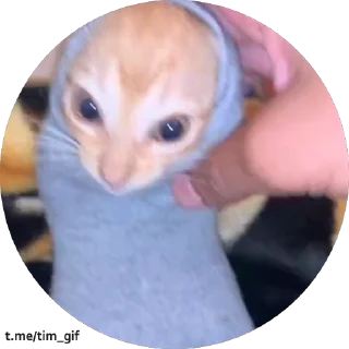 Video sticker 🧦 Больше стикеров тут: @stikery_emodzi_memy