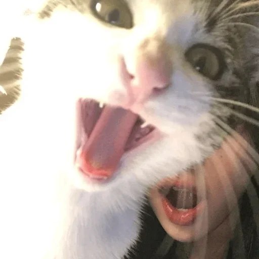 Telegram sticker 😂 인 선 티 콘