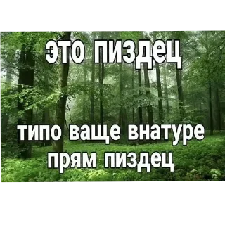 Video sticker 🌲 Важное