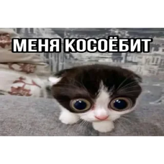 Telegram sticker 🐱 Всякое :: @QStickBot