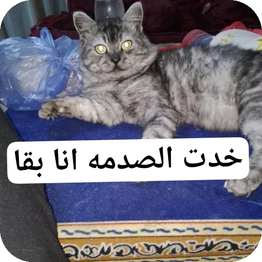 Telegram sticker 👍 @NNV9I