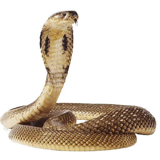 Телеграм стикер 😀 @love_desire_34 :: @fStikBot