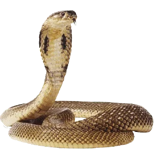 Video sticker 😀 @love_desire_34 :: @fStikBot