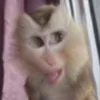 Video sticker 🌟 aralash @simplly_l...