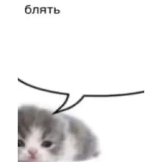 Telegram sticker 🐱 🥀