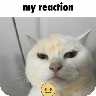 Video sticker 🐱 miawki @iKimihime