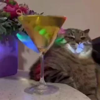 Video sticker 😒 𝐎ʀᴇᴏ👒