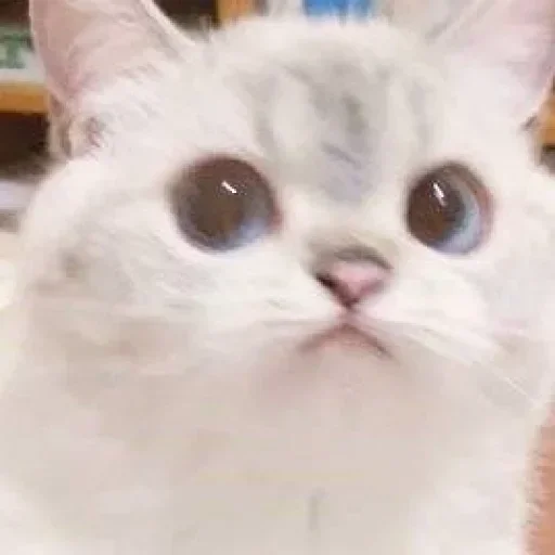 Telegram sticker 😶 LUNA :: @fStikBot