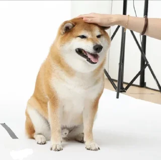 Telegram sticker 🐕 ShibaInu @sarbazemame