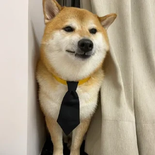 Video sticker 🐕 ShibaInu @sarbazemame