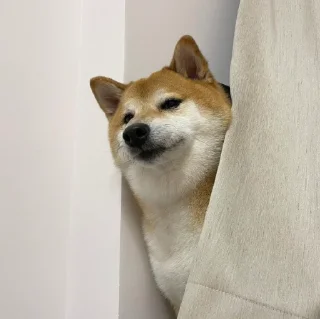 Telegram sticker 🐕 ShibaInu @sarbazemame
