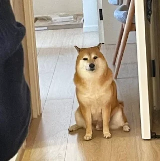 Telegram sticker 🐕 ShibaInu @sarbazemame