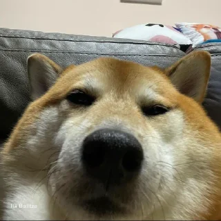 Telegram sticker 🐕 ShibaInu @sarbazemame