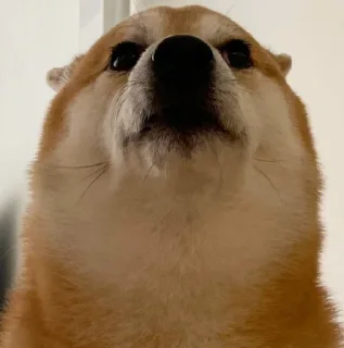 Video sticker 🐕 ShibaInu @sarbazemame