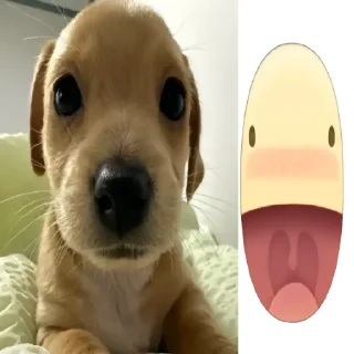 Video sticker 😀 флорида животные
