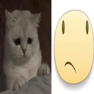 Telegram sticker 😕 флорида животные