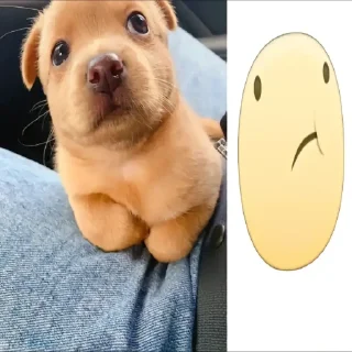Telegram sticker 😟 флорида животные