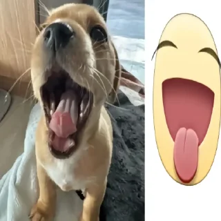 Sticker 😝 флорида животные
